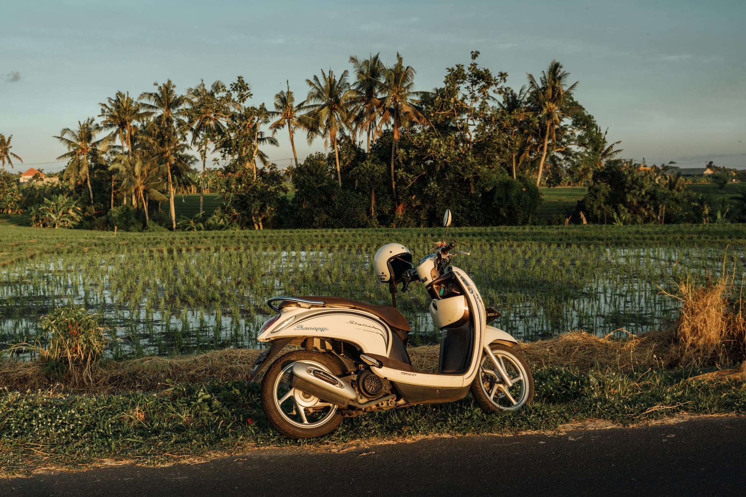 A scooter from Benz Rental Bali parked beside a rice paddy field at golden hour